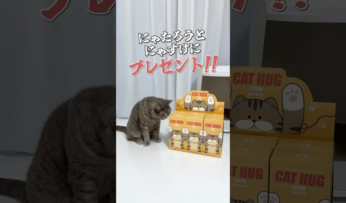 猫のだっこぬいぐるみキーホルダーが可愛すぎた🤣 #PR #CATHUG #猫のぬいぐるみ #猫 #猫動画