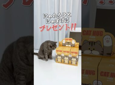 猫のだっこぬいぐるみキーホルダーが可愛すぎた🤣 #PR #CATHUG #猫のぬいぐるみ #猫 #猫動画