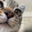 子猫の目覚まし