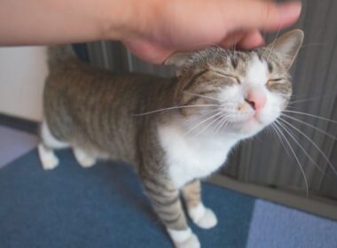 日本一おしゃべりな猫に飽きられたら即終わる動画