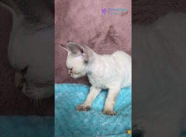 Meet Xia: Beautiful Black Point Devon Rex Ready to Brighten Your Every Day 💙🐾 #DevonRex