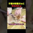 獣医さんにまんまと騙された子猫ｗ #子猫 #猫動画 #動物病院 #かわいい猫 #癒し