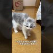 初めてのやんのかステップ😹鏡の自分に怒る猫ちゃん🤣💕「ココ」!  Instagram@puu_coco_nyanko #ラガマフィン #猫のやんのかステップ #猫が怒る