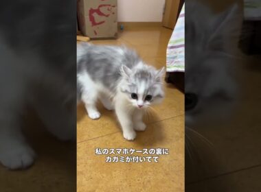 初めてのやんのかステップ😹鏡の自分に怒る猫ちゃん🤣💕「ココ」!  Instagram@puu_coco_nyanko #ラガマフィン #猫のやんのかステップ #猫が怒る
