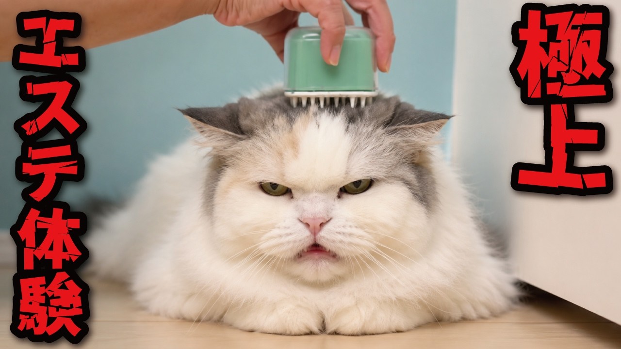 【悲報】猫に極上エステ体験してあげたらまさかのコレ - Meow Moe | meowmoe.com
