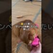 ダンベルの使い方を知らない猫#ソマリ #ダンベル