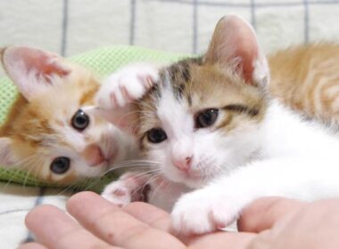 子猫の遊んで遊んで猛攻撃がかわい過ぎ【赤ちゃん猫　保護猫】
