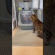 兄猫リンクが妹猫アレクサに、いけずしとる【スフィンクス ベンガル】