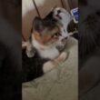 三毛猫ミックスに甘えるシャム雫ちゃん「行くな」