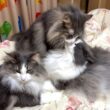 【甘々♡】弟たちにモテモテで大忙しな最年長シャール💕ノルウェージャンフォレストキャットとターキッシュアンゴラ