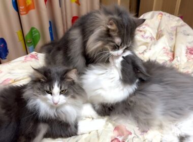 【甘々♡】弟たちにモテモテで大忙しな最年長シャール💕ノルウェージャンフォレストキャットとターキッシュアンゴラ