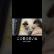 避妊手術後の抜糸待ちでも甘える子猫🐑✨ #shorts #猫 #子猫 #ラグドール #甘えん坊猫 #猫のいる暮らし