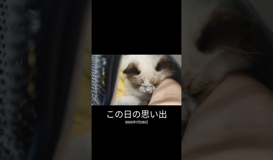 避妊手術後の抜糸待ちでも甘える子猫🐑✨ #shorts #猫 #子猫 #ラグドール #甘えん坊猫 #猫のいる暮らし