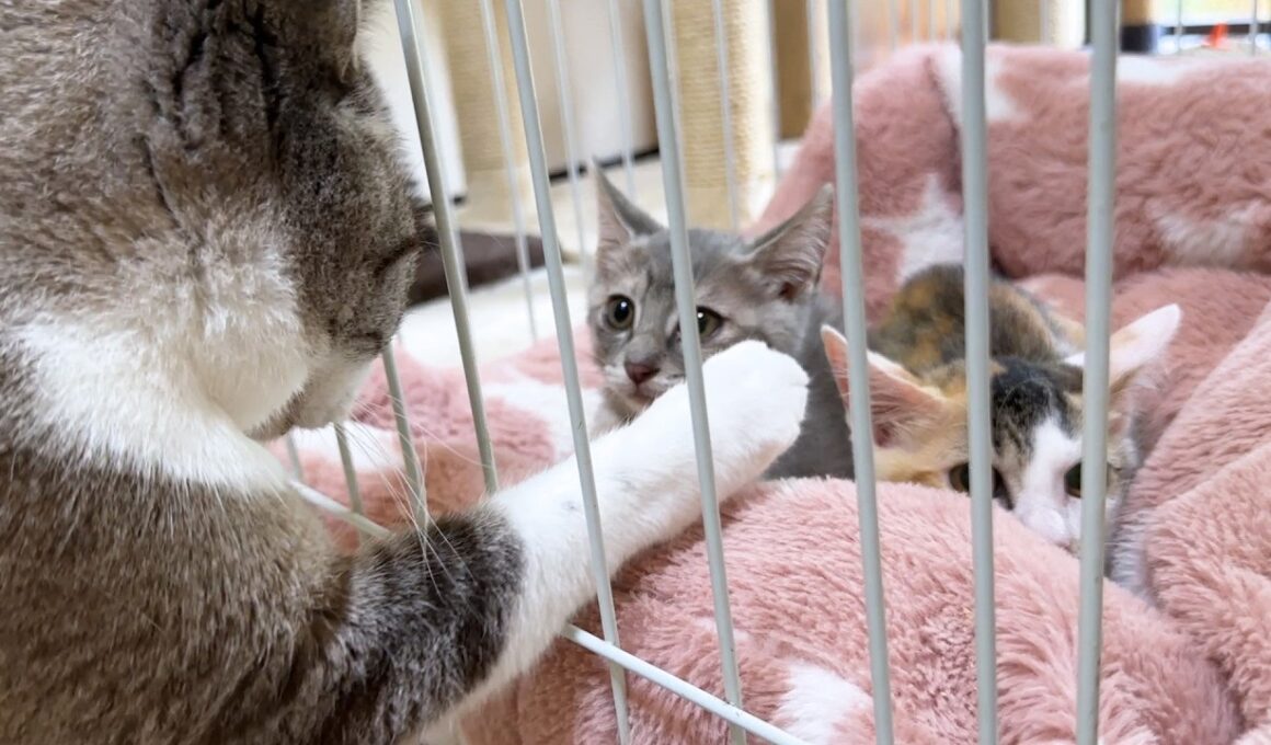 柵越しのご対面第2弾。怖がりな子猫に優しい先住猫たち