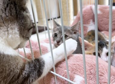 柵越しのご対面第2弾。怖がりな子猫に優しい先住猫たち
