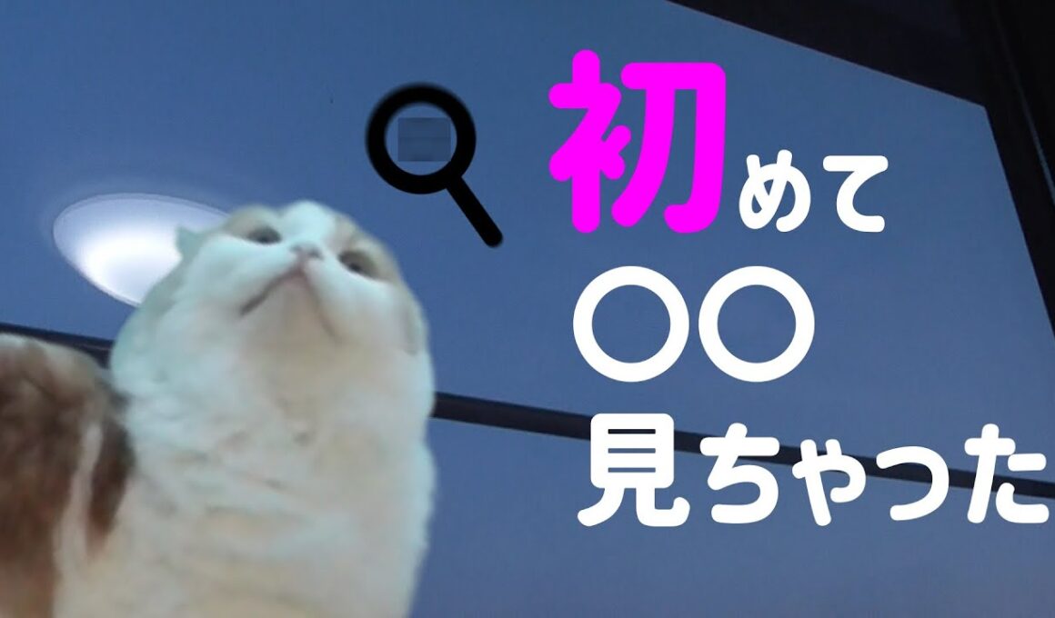 子猫が初めてあれを見た様子がかわいい【スコティッシュフォールド　折れ耳　長毛】