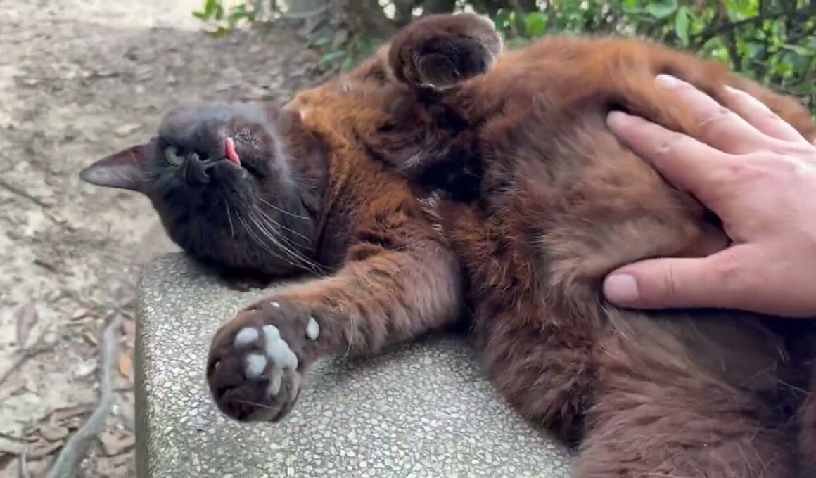 待ってたぞの声かけてくれる甘えん坊なデカい黒猫どんちゃん
