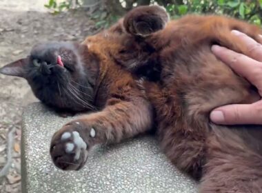 待ってたぞの声かけてくれる甘えん坊なデカい黒猫どんちゃん