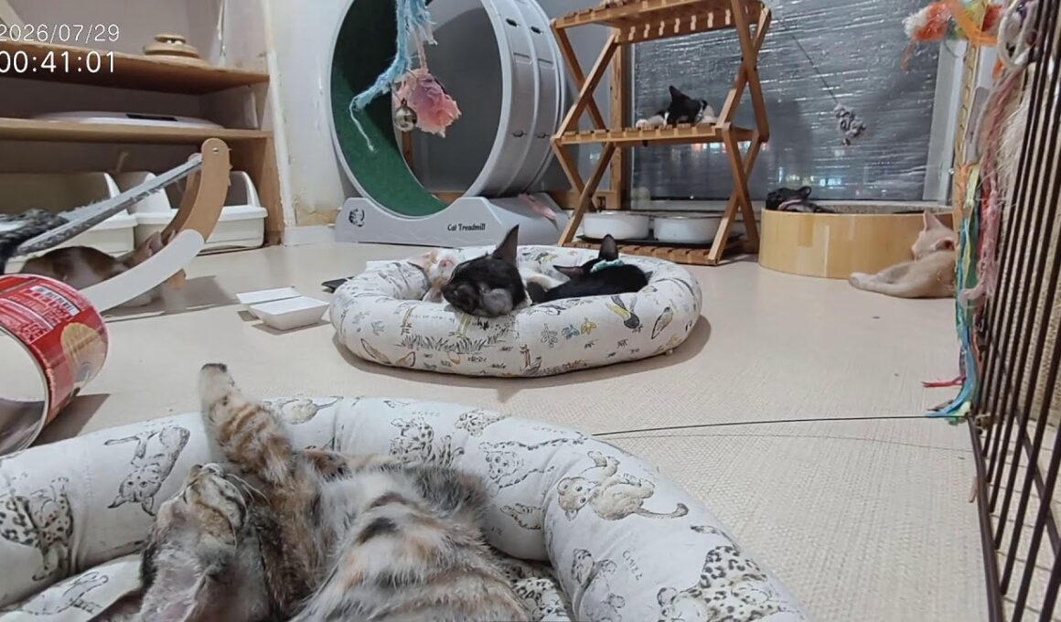 音あり■子猫室ライブ■子猫猫12匹■　20260728　12：42〜