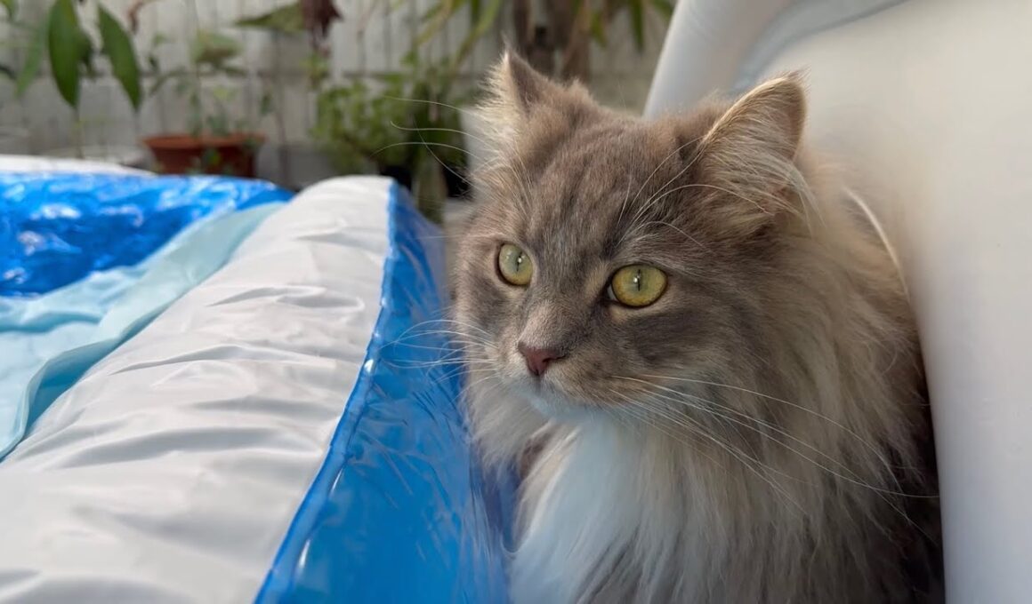 プール監視員な猫　ラガマフィン　サイベリアンA cat acting as a pool lifeguard. Ragamuffin. Siberian