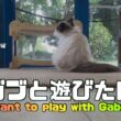 バーマン猫ガブ【ガブと遊びたい】I want to play with Gabriel（バーマン猫）Birman/Cat