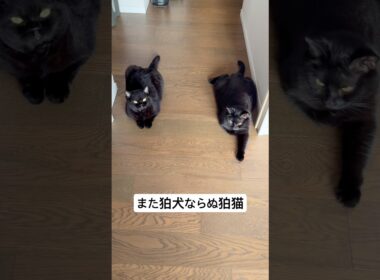 狛猫 #cat #にゃんグラム #猫のいる暮らし #猫好きさんと繋がりたい #セルカークレックス #猫のいる生活 #ブリティッシュショートヘア #ねこ #ボンベイ