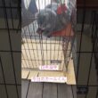 今朝のカールくん #ねこ動画 #アメリカンカール