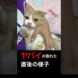 猫からヤバイの取れた直後の様子！一部始終は関連動画！