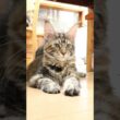 メインクーン女子の愛奈ちゃん飼いやすくしました