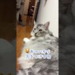 夏休み、出かける少年を玄関で見送る大型猫#shorts