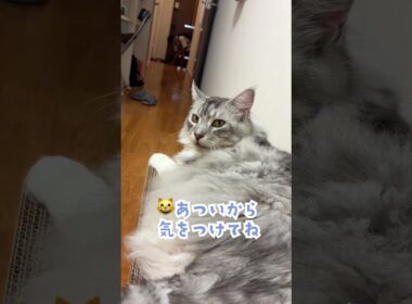 夏休み、出かける少年を玄関で見送る大型猫#shorts