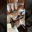 兄妹猫の段ボール大戦 #保護猫 #猫のいる暮らし #シャム猫ミックス