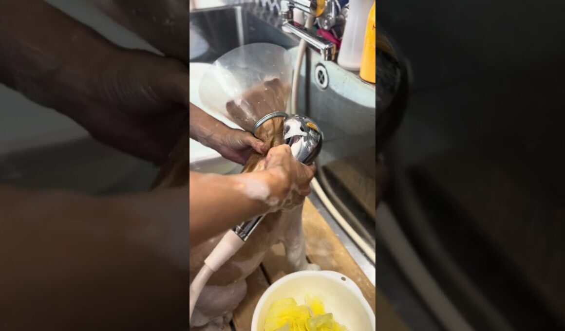 アメリカンカールのびいたくんが来てくれました　京都市南区　ペットサロンみぃ〜