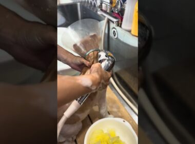 アメリカンカールのびいたくんが来てくれました　京都市南区　ペットサロンみぃ〜