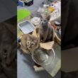 猫アレルギーと新しい仔猫の生活347日目『どっちが来る？』#shorts #ロシアンブルー #猫