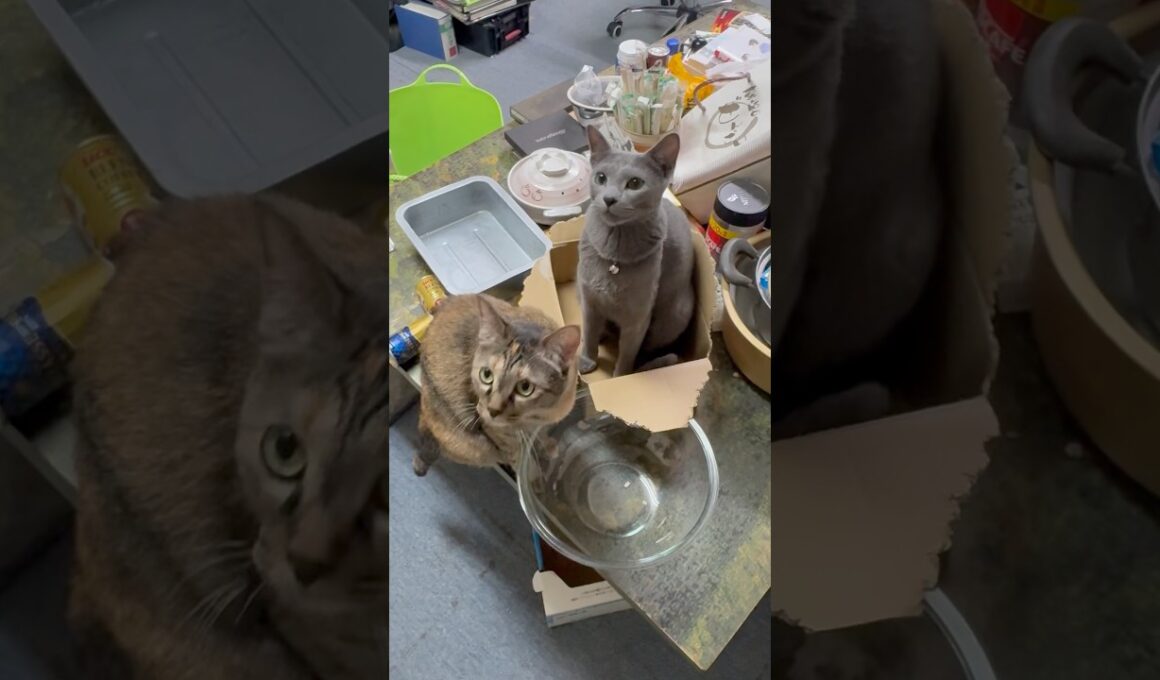 猫アレルギーと新しい仔猫の生活347日目『どっちが来る？』#shorts #ロシアンブルー #猫