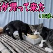 ‼️野良猫の子猫が帰って来た‼️　１匹減った子猫　のんびり日記😊