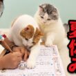 猫たちの夏休みいそがしすぎワロタｗｗｗｗ