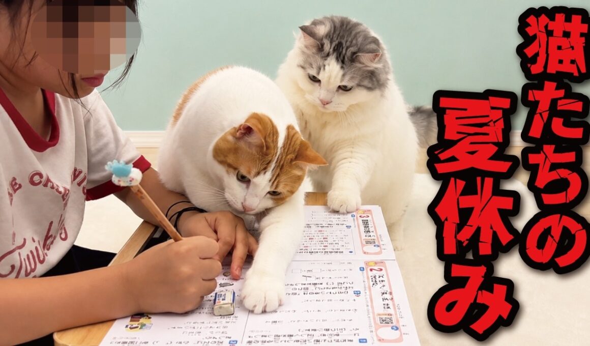 猫たちの夏休みいそがしすぎワロタｗｗｗｗ