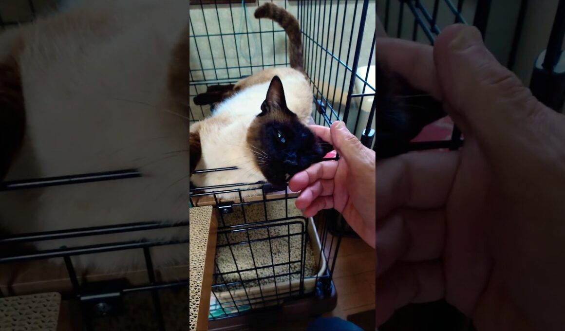 「捨てられていたシャム猫を保護しました。」#保護猫 #シャム猫 #捨て猫 #子猫 #猫好き #猫のいる暮らし #保護猫を家族に #犬と猫 #癒し #Shorts