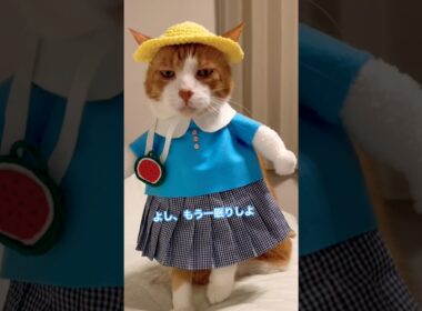 ダルいが口癖のネコ達が小学校へ行くにはどうしたらいいんだ！ #cat #猫のいる暮らし