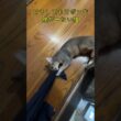 どうしてもズボンを脱がせたい猫 #shorts #アビシニアン  #cat