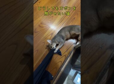 どうしてもズボンを脱がせたい猫 #shorts #アビシニアン  #cat