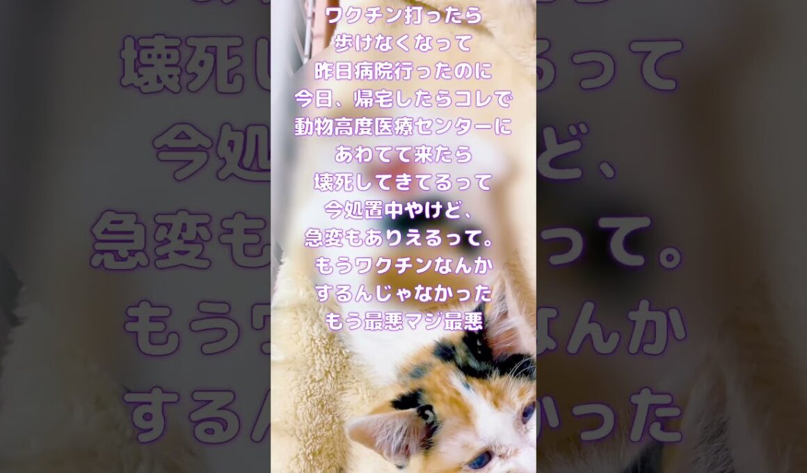 今日も配信はできん。。今、病院処置待ち。ぴっぴがヤバい。せっかく助かったのに本当にヤバい。今後急変もありえるって言われたんだけど。。。