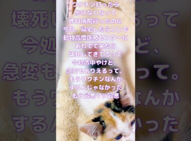 今日も配信はできん。。今、病院処置待ち。ぴっぴがヤバい。せっかく助かったのに本当にヤバい。今後急変もありえるって言われたんだけど。。。