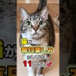 ワクワク！猫が毎日めっちゃ心待ちにしている幸せな時間 #猫雑学 #ねこたんの解説 #猫