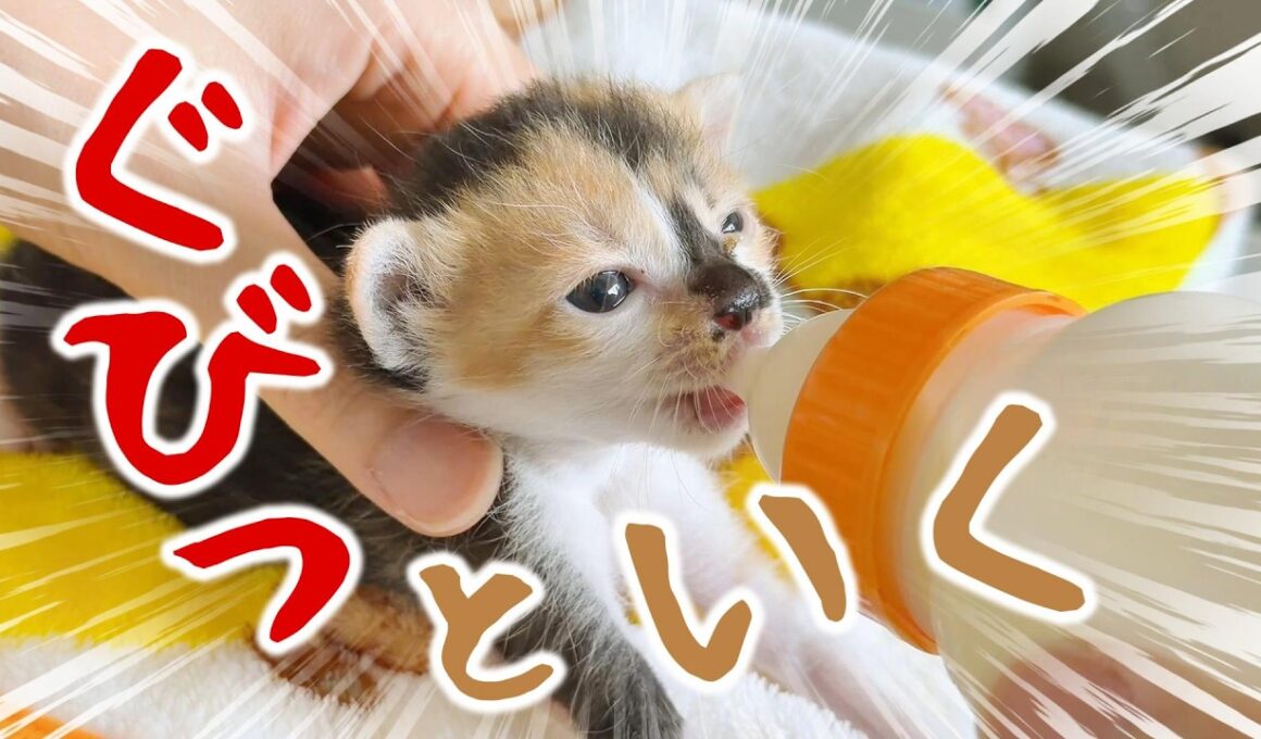 子猫がミルクを飲む姿は美しくかわいい～。子猫も子猫が気になるようだ【保護猫生活11日目】
