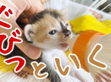 子猫がミルクを飲む姿は美しくかわいい～。子猫も子猫が気になるようだ【保護猫生活11日目】