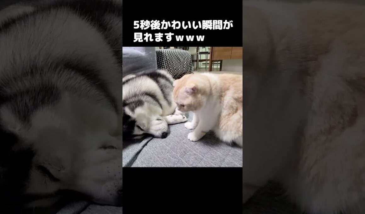5秒後...猫の可愛い瞬間が...#shorts