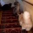 【おはよう☀️】朝の日課、階段下りを集めました！！！ノルウェージャンフォレストキャットとターキッシュアンゴラ